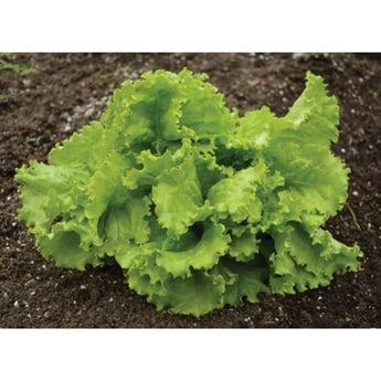 HANSON LETTUCE (heirloom) (65 Days) - Vegetables