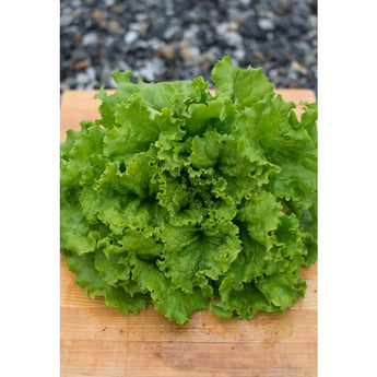 HANSON LETTUCE (heirloom) (65 Days) - Vegetables