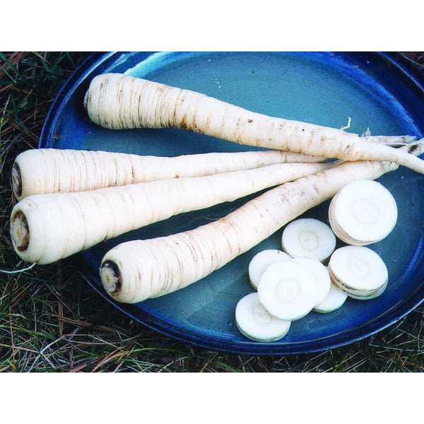 Parsnip Seeds