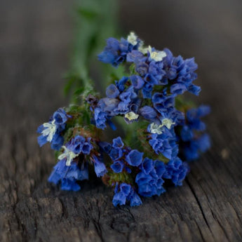 Heavenly Blue Statice - Flowers