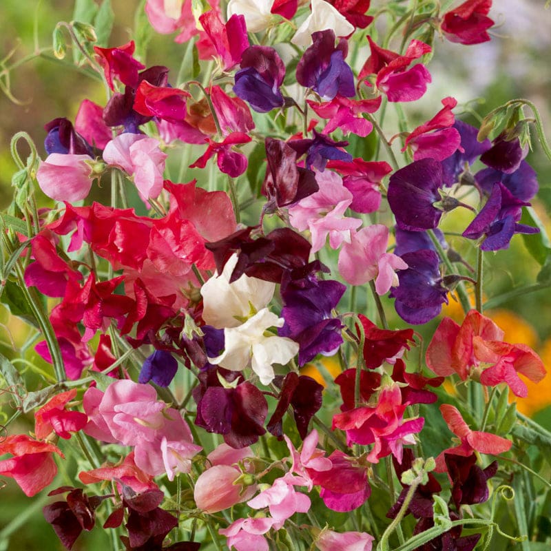 are sweet pea pods poisonous