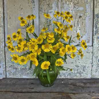 Helen’s Flower Helenium