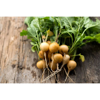 Helios Radish (32 Days) - Vegetables