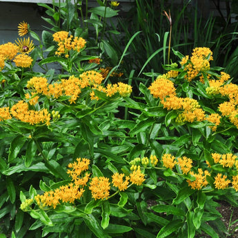 Hello Yellow Milkweed - Flowers