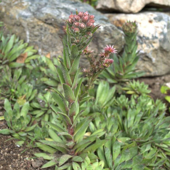 Hens and Chicks - Flowers