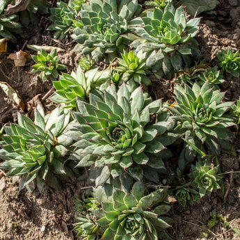 Hens and Chicks - Flowers