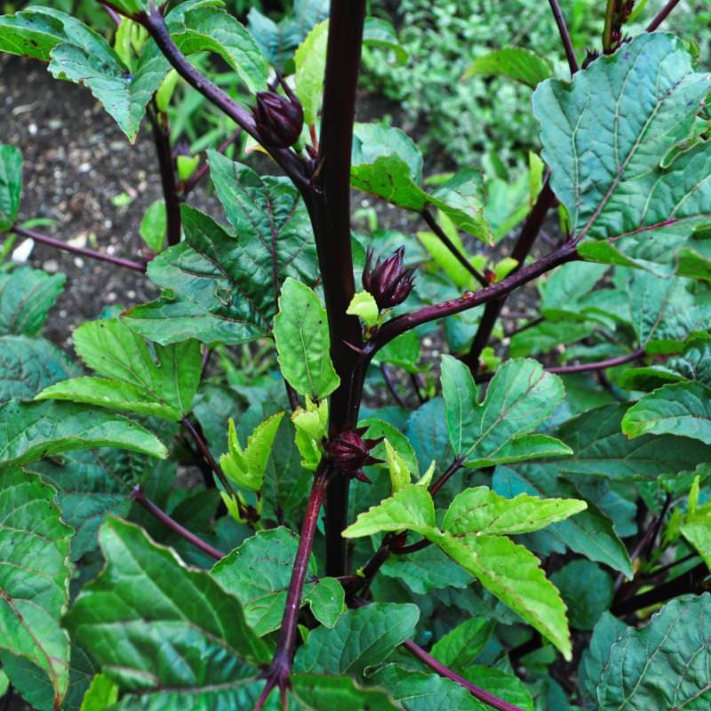 Hibiscus-Roselle (90-120 Days) – Pinetree Garden Seeds
