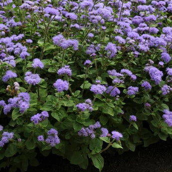 High Tide Blue Ageratum - Flowers