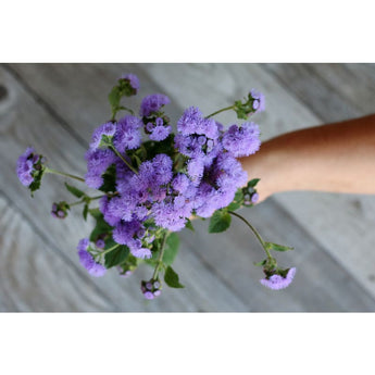 High Tide Blue Ageratum - Flowers