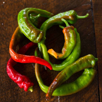 Hot Portugal Pepper (Heirloom 65-75 Days) - Vegetables