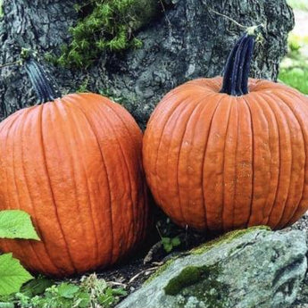 Howden Pumpkin (Heirloom 105 Days) - Vegetables