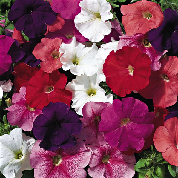 Petunias – Pinetree Garden Seeds