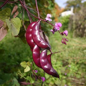 Hyacinth Bean - Flowers