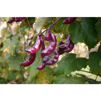 Hyacinth Bean - Flowers