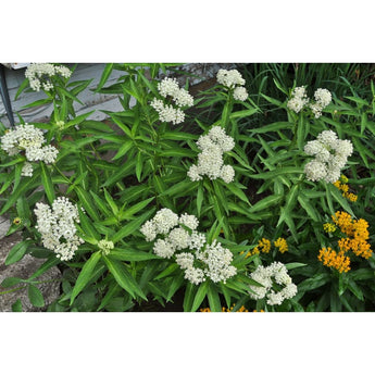 Ice Ballet Milkweed - Flowers