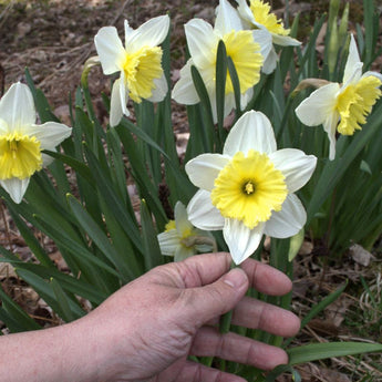 Ice Follies Narcissus