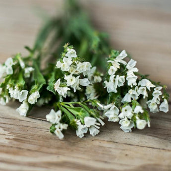 Iceberg Statice - Flowers