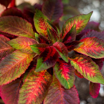 Illumination Amaranth - Flowers