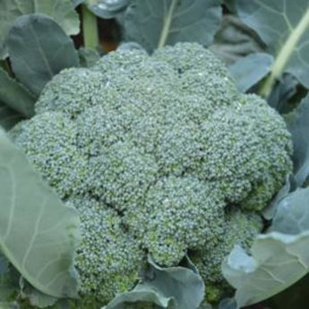 Imperial Broccoli (F1 Hybrid 70 Days) - Vegetables