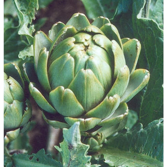 Imperial Star Artichoke (90 Days) - Vegetables