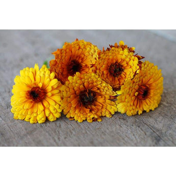 Calendula - Indian Prince - Flowers