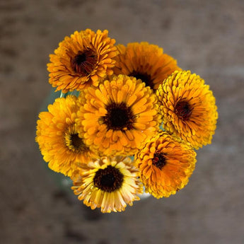 Indian Prince Calendula - Flowers