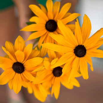 Indian Summer Rudbeckia - Flowers