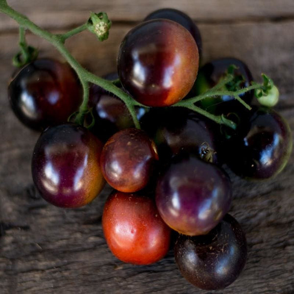 Indigo Rose Tomato (Organic 90 Days)