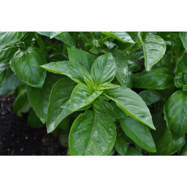 Italian Large Leaf Basil Pinetree Garden Seeds