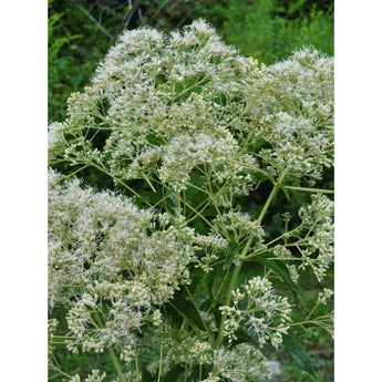 Ivory Towers Eupatorium - Flowers