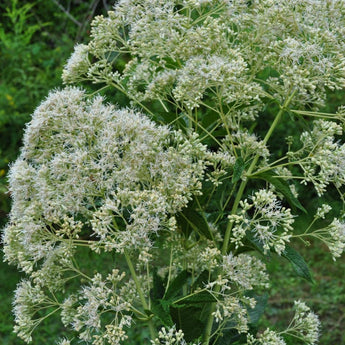 Ivory Towers Joe Pye Weed - Flowers