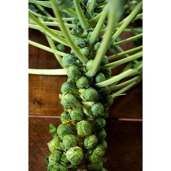 Jade Cross Brussels Sprouts (F1 Hybrid 107 Days) - Vegetables