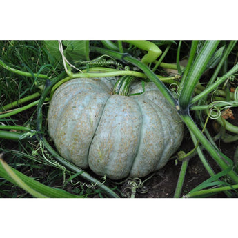 Jarrahdale Squash (100 Days) - Vegetables