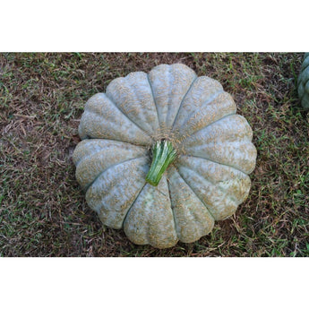 Jarrahdale Squash (100 Days) - Vegetables