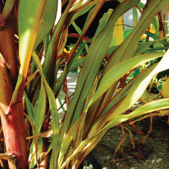 Jester Ornamental Millet - Flowers