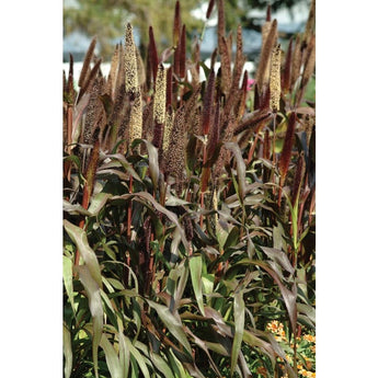 Jester Ornamental Millet - Flowers