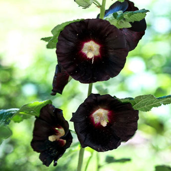 Jet Black Hollyhock - Flowers