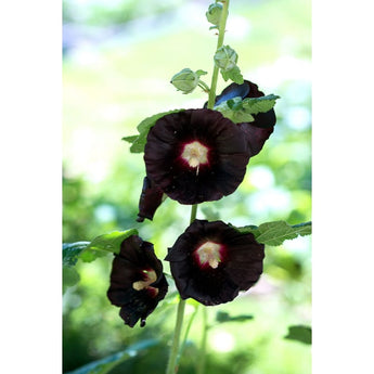 Jet Black Hollyhock - Flowers