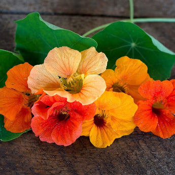 Jewel Mix Nasturtium - Flowers