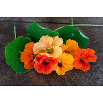 Nasturtium - Jewel Mix - Flowers