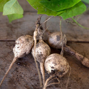 Jicama (150 Days) - Vegetables