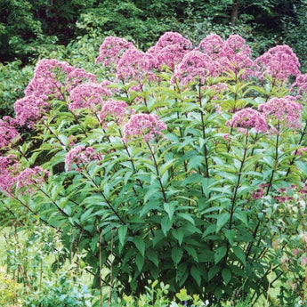 Joe Pye Weed - Flowers