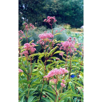 Joe Pye Weed - Flowers