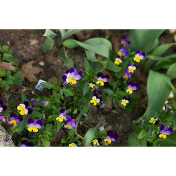 Viola - Johnny Jump Up - Flowers