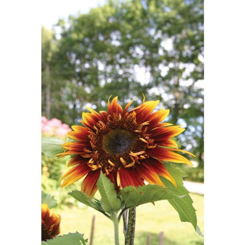 Sunflower - Jolly Joker - Flowers