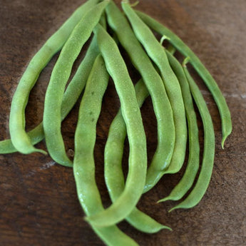 Kentucky Wonder Pole Bean (Heirloom 66 Days) - Vegetables