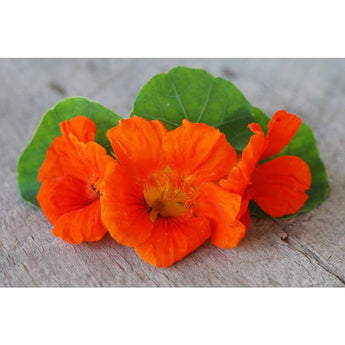 Nasturtium - King Theodore - Flowers