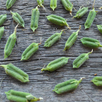 Kingoma Sesame (85 Days) - Vegetables