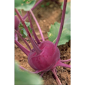 Kolibri Kohlrabi (F1 Hybrid 43 Days) - Vegetables