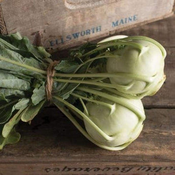 Korist Kohlrabi (Organic F1 Hybrid 42 Days) - Vegetables